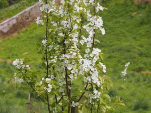 Malus baccata