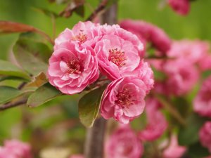 Malus ‘Brandywine’