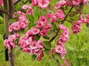 Malus ‘Brandywine’