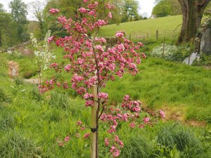 Malus ‘Brandywine’