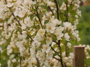 Malus brevipes ‘Wedding Bouquet’