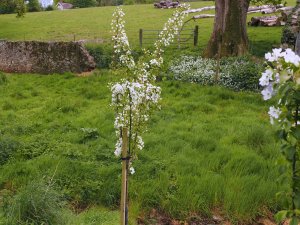 Malus brevipes ‘Wedding Bouquet’