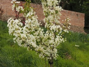 Malus brevipes ‘Wedding Bouquet’