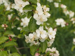 Malus ‘Butterball’