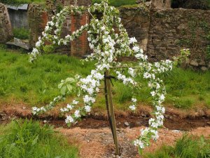 Malus ‘Butterball’