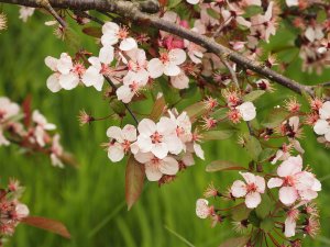 Malus ‘Candymint’