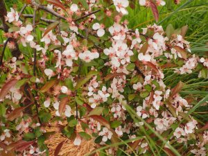 Malus ‘Candymint’