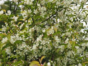 Malus ‘Comtesse De Paris’