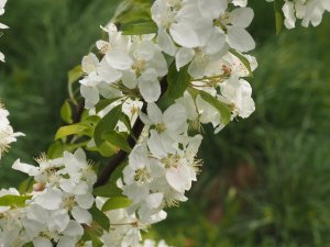 Malus ‘Golden Gem’