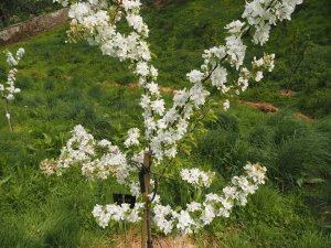 Malus ‘Golden Gem’