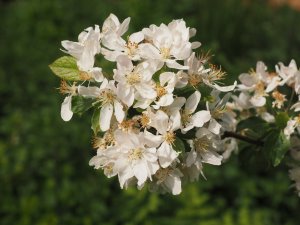 Malus ‘Halloween’