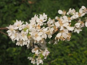 Malus ‘Halloween’