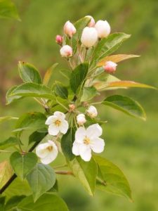 Malus hupehensis ‘Arie Mauritz’