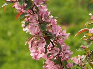 Malus ‘Indian Magic'