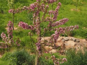 Malus ‘Indian Magic'