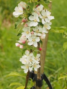 Malus ‘Marble’