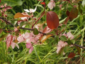 Malus ‘Rudolph’