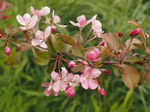 Malus transitoria ‘Gulliver’