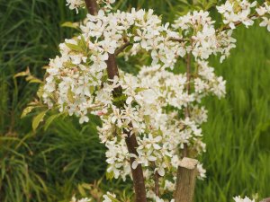 Malus transitoria ‘Thornhayes Tansy’
