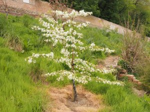 Malus transitoria ‘Thornhayes Tansy’