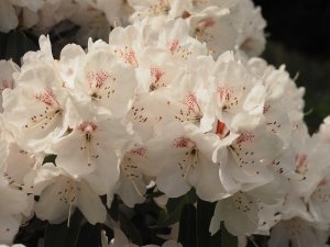 Rhododendron in Old Park