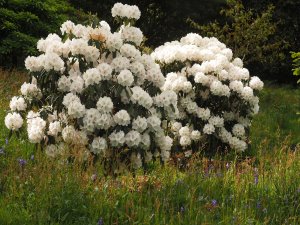 Rhododendron in Old Park