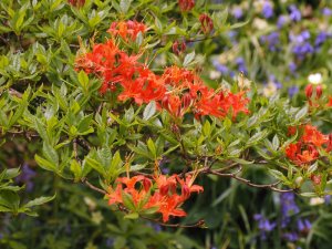 Rhododendron prunifolium