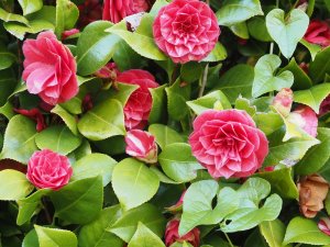 Camellia japonica ‘Imbricata’