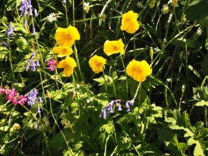 Icelandic poppies