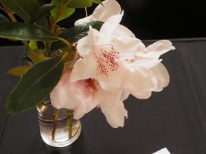 Rhododendron ‘Manglesii’