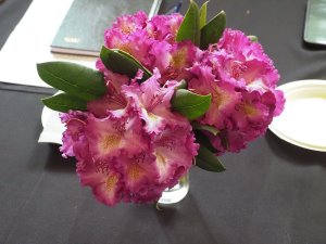 unknown rhododendron