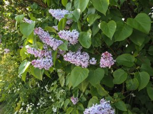 Syringa vulgaris