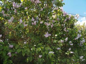 Syringa vulgaris