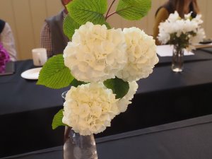 Viburnum plicatum very fine in a vase