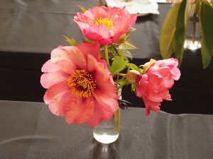 Three tree paeonies