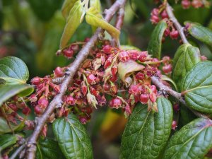 Vaccinium urceolatum
