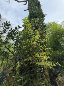 Holly, beech and rhododendrons