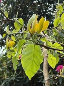 Magnolia acuminata ‘Golden Glow’ x M. ‘Miss Honeybee’