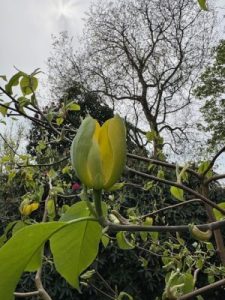 Magnolia acuminata ‘Golden Glow’ x M. ‘Miss Honeybee’