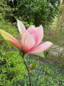 Magnolia ‘Sunset Swirl’