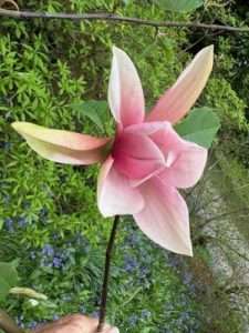 Magnolia ‘Sunset Swirl’