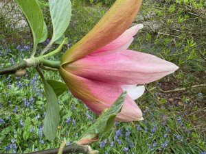 Magnolia ‘Sunset Swirl’