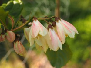 Pterostyrax species nova