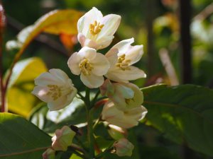 Pterostyrax species nova