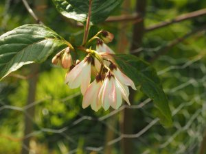 Pterostyrax species nova