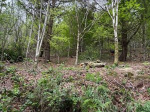Thinning work at Manassick Wood