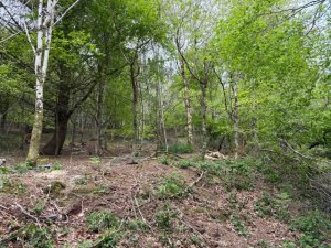Thinning work at Manassick Wood