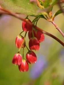 Enkianthus