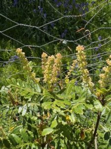 Weinmannia trichosperma