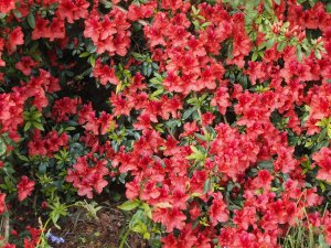 Azalea kaempferi